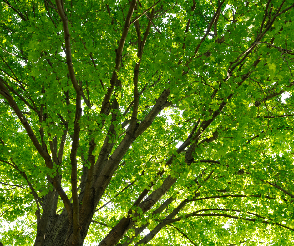 Are My Trees Healthy?