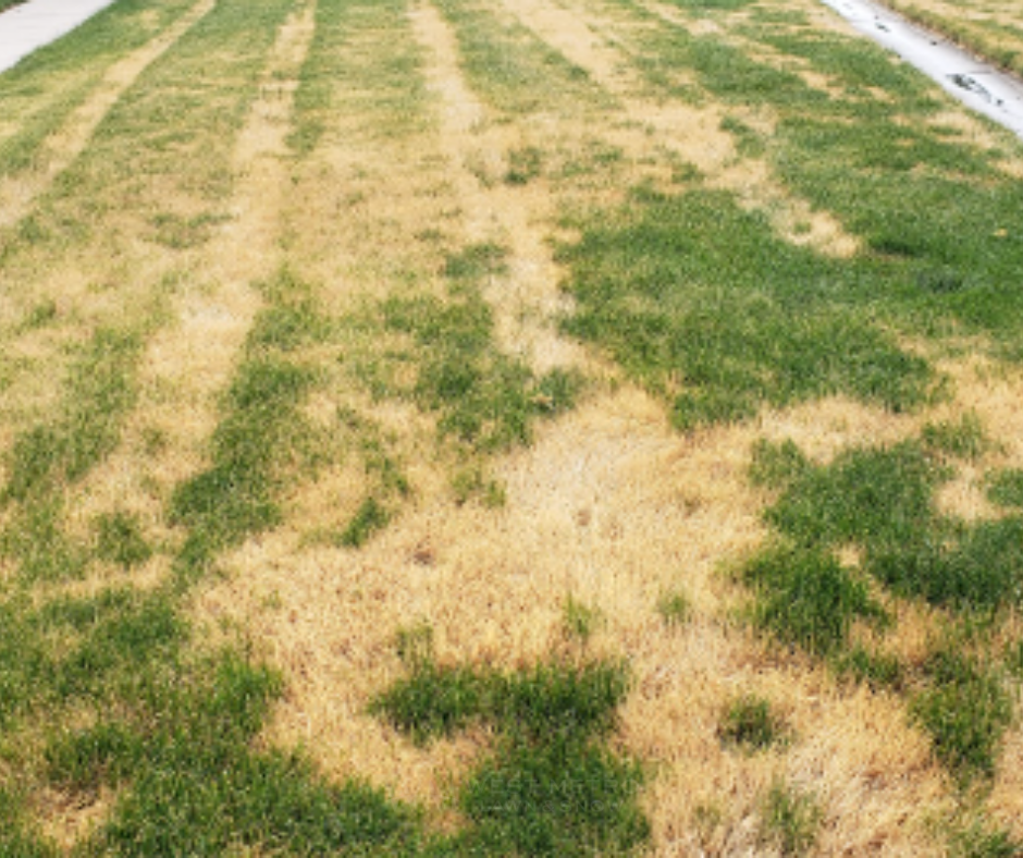 Common Lawn Diseases