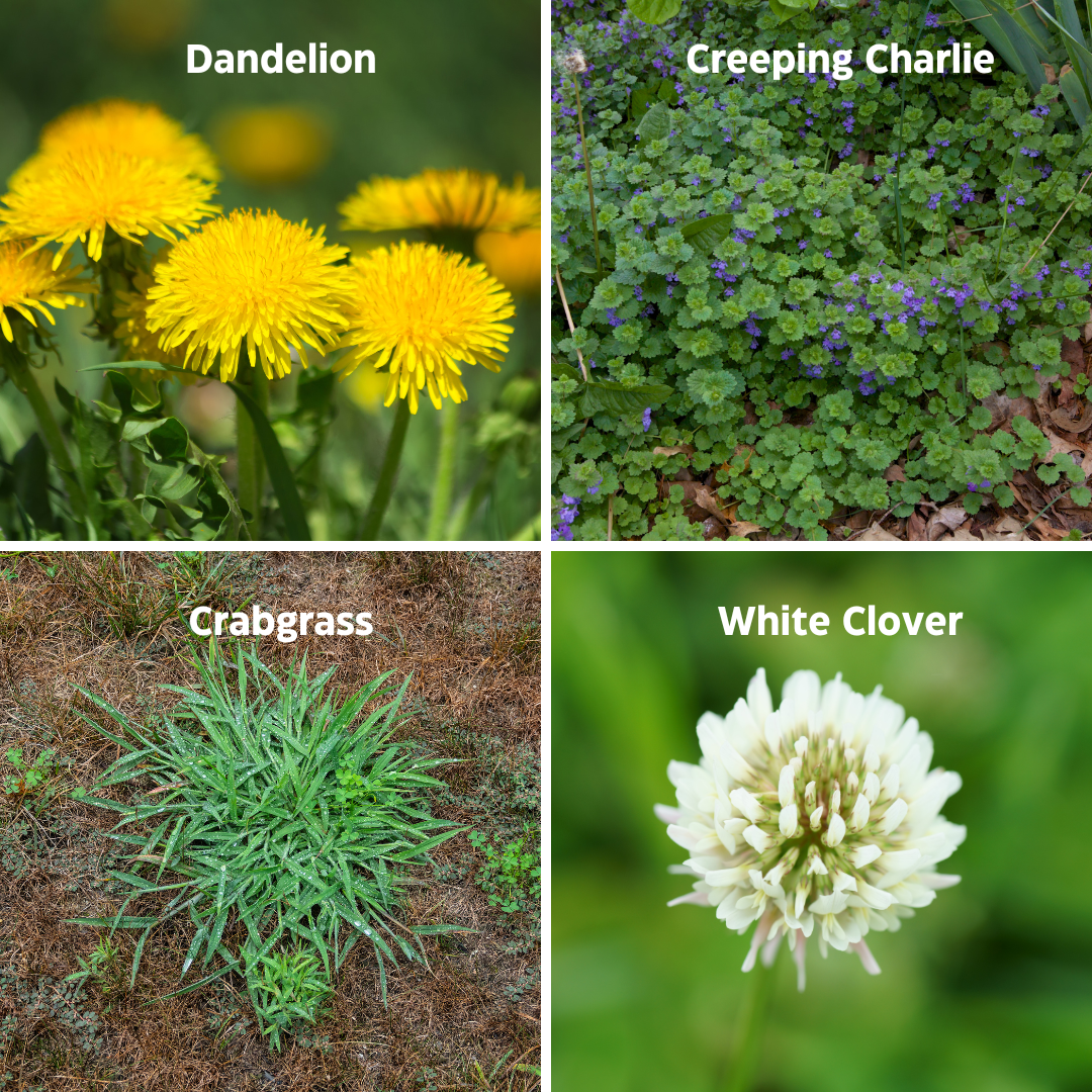 Common Minnesota Weeds (w/Photos)