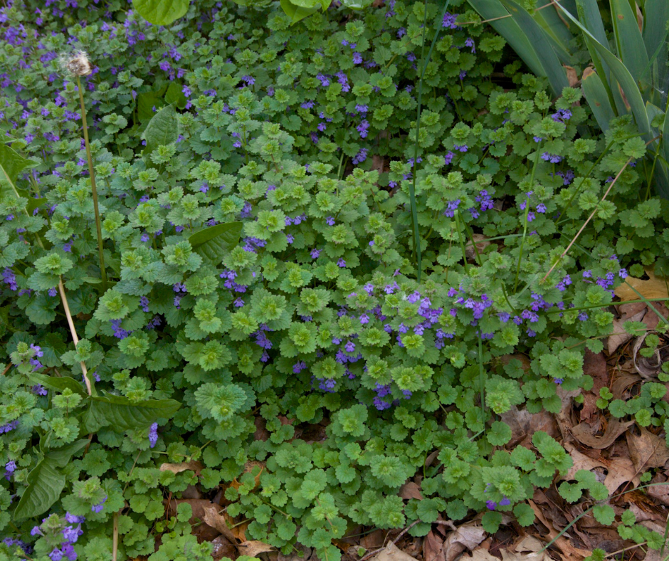 The Scoop on Creeping Charlie