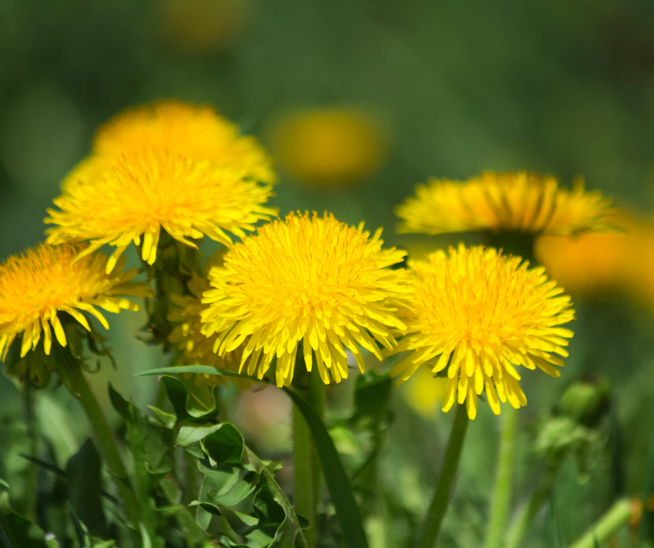 Dandelions in the West Metro