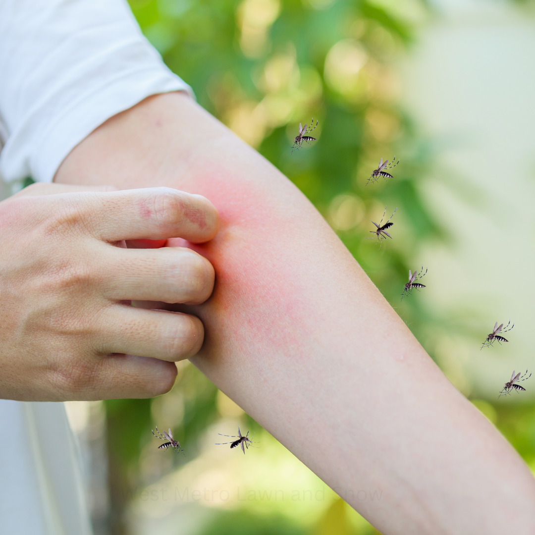 Deterring Mosquitoes in Your Yard