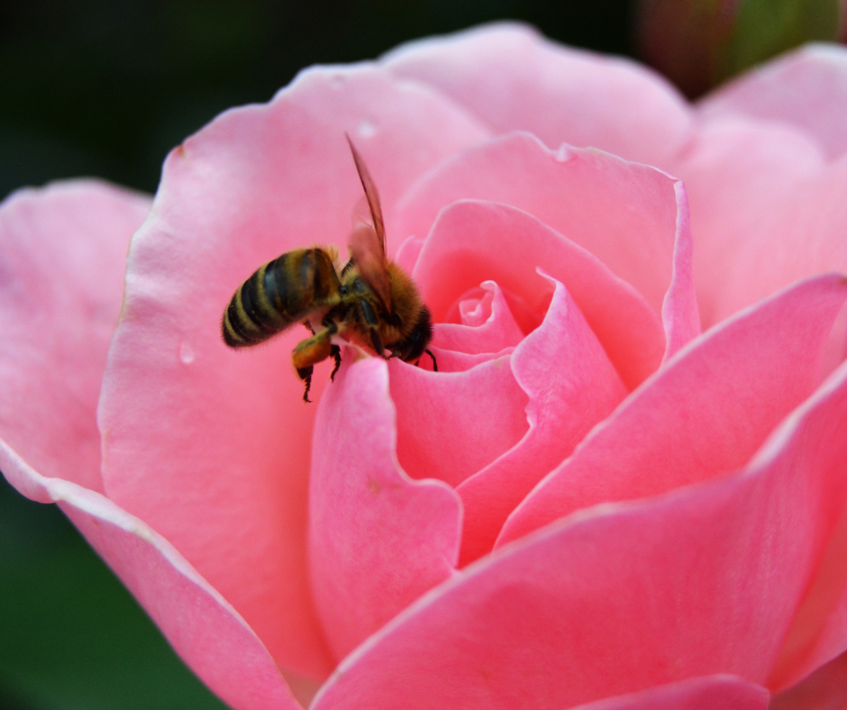 Landscapes That Welcome Pollinators