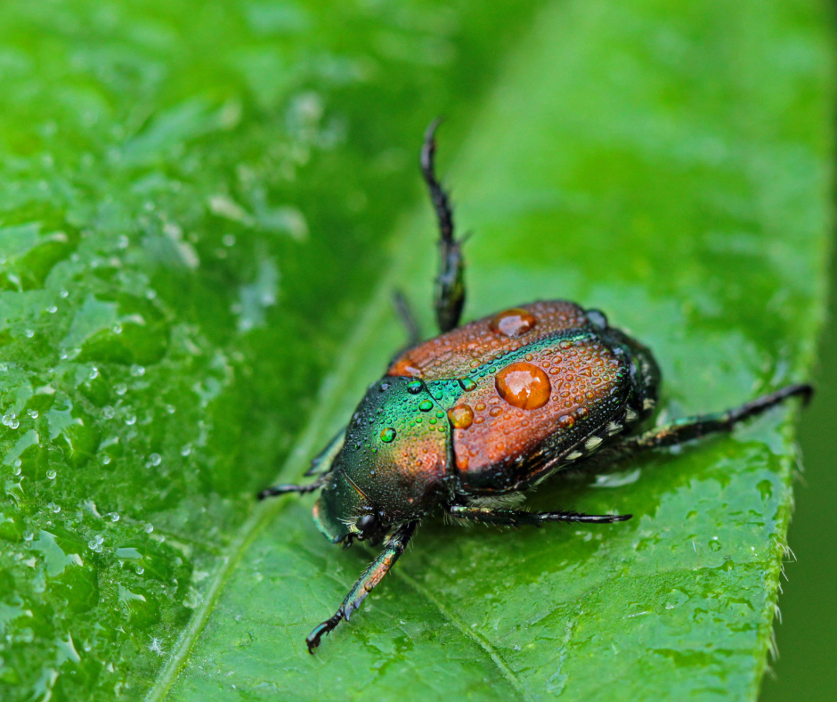 Japanese Beetles