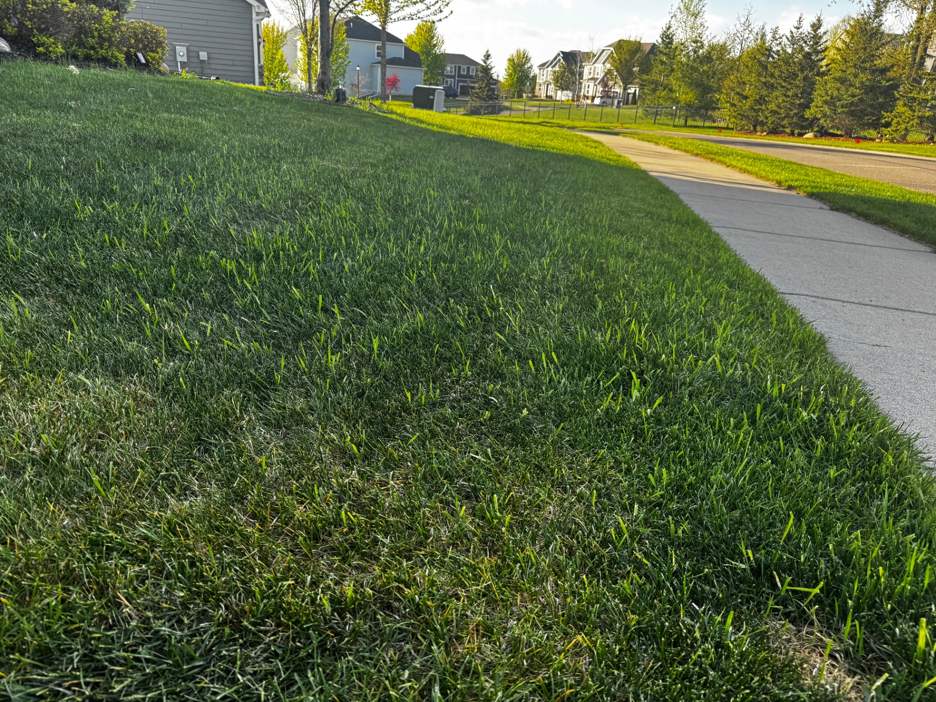 Healthy Minnesota lawn with visible quackgrass patches along the sidewalk