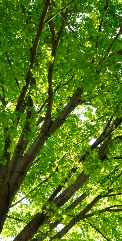 Are My Trees Healthy?
