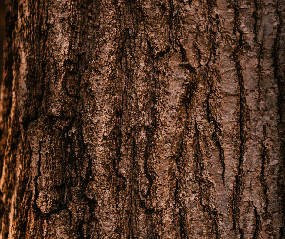 Tree showing signs of stress with thinning leaves and dead branches