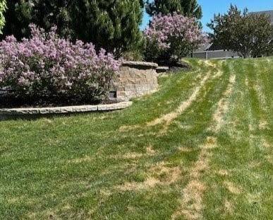 Battling Ascochyta Leaf Blight