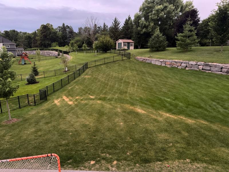 Ascochyta leaf blight wheel-mark patterns in backyard lawn
