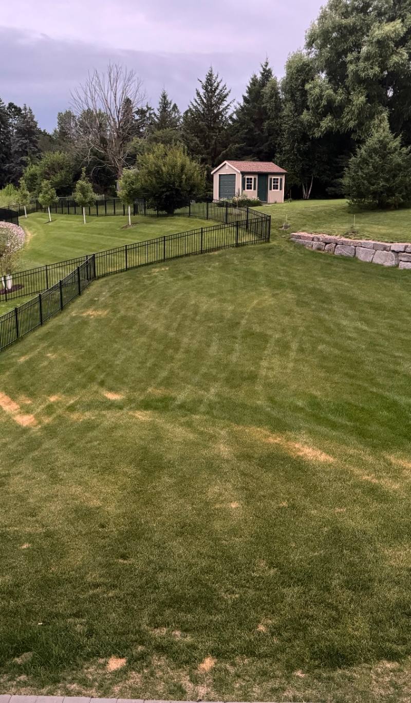 Ascochyta leaf blight wheel-mark patterns in backyard lawn