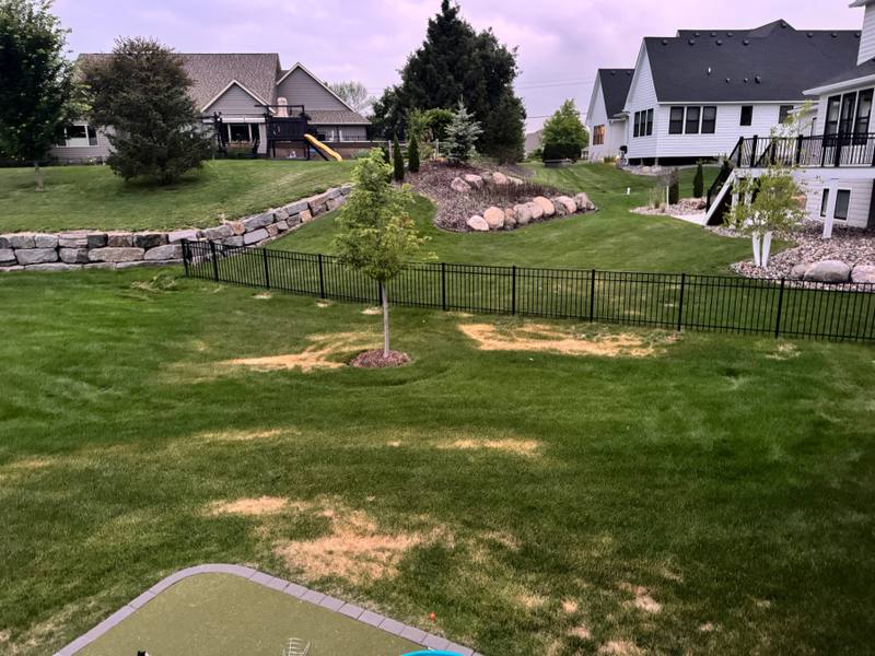 Yellow streaks of Ascochyta blight across a Minnesota lawn