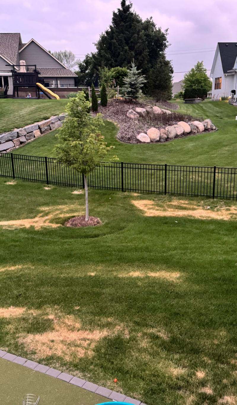 Yellow streaks of Ascochyta blight across a Minnesota lawn