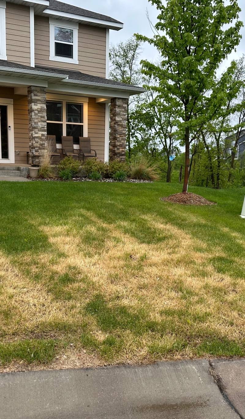 Ascochyta leaf blight damage on a front yard lawn