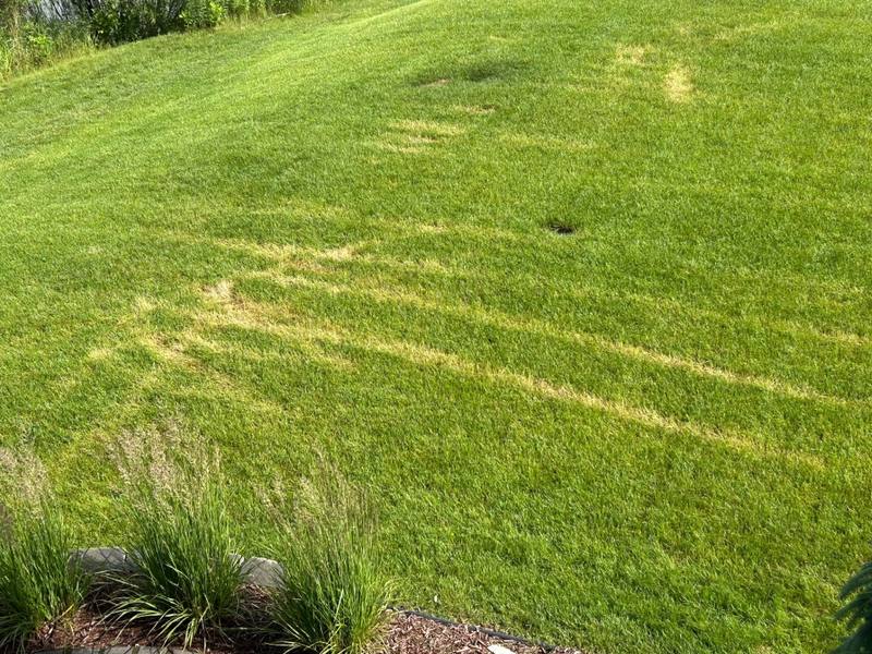 Close-up of Ascochyta wheel-mark patterns in turf