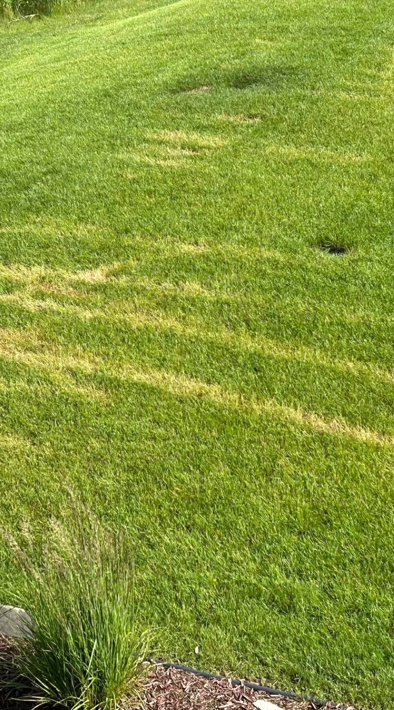 Close-up of Ascochyta wheel-mark patterns in turf