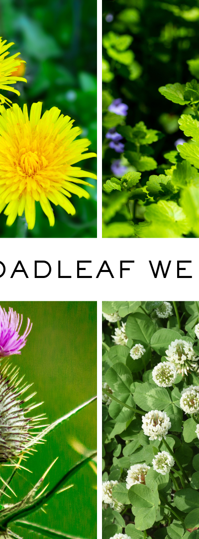 Broadleaf Weeds vs. Undesirable Grasses