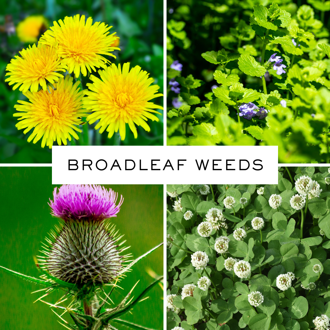 Broadleaf Weeds vs. Undesirable Grasses