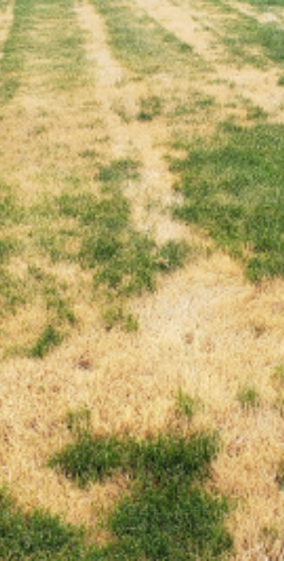 Common Lawn Diseases