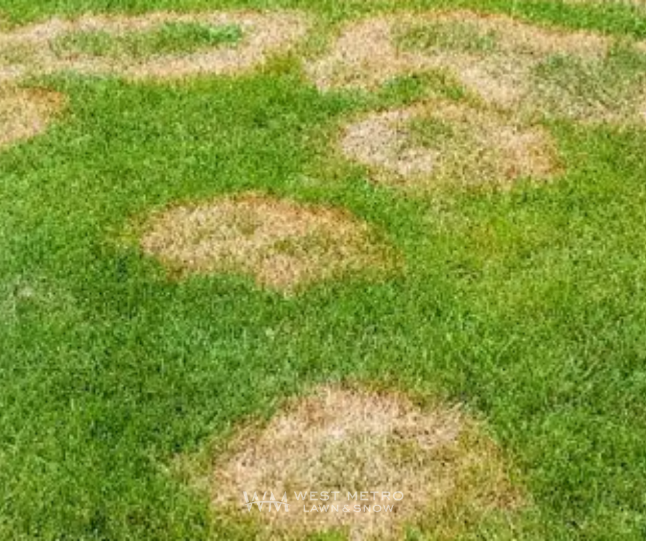 Dollar Spot fungus showing small silver-dollar sized circular patches in turf