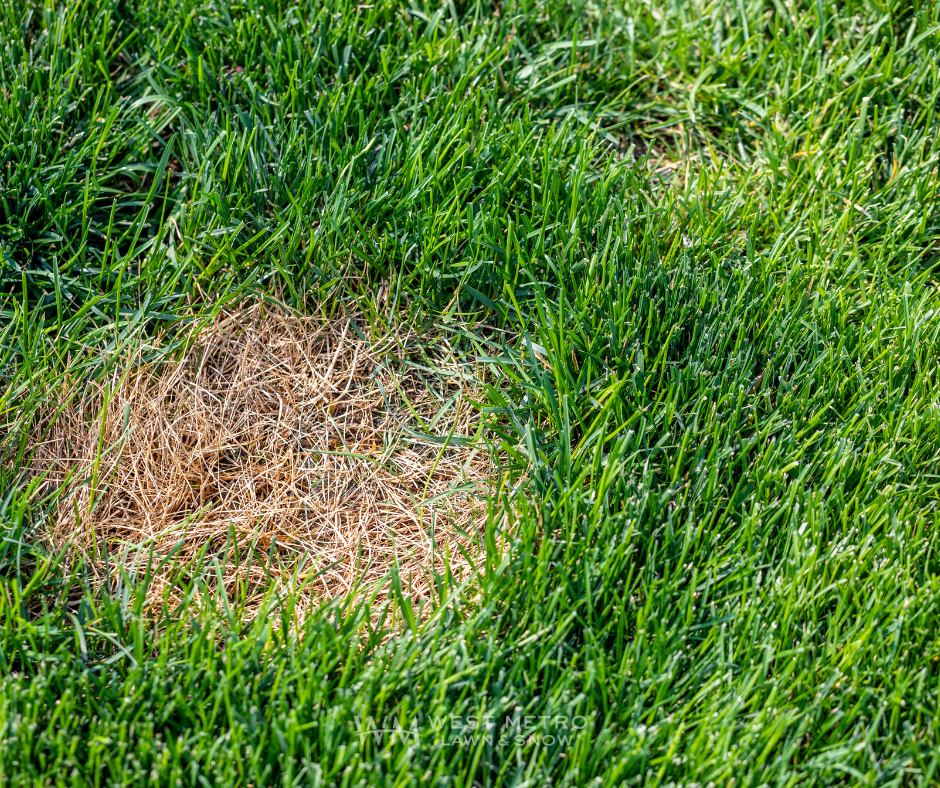 Brown Patch fungus showing a large irregular brownish patch in lawn