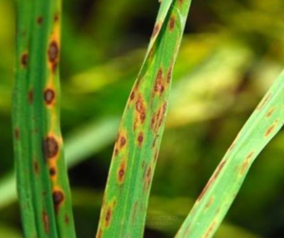 Leaf Spot disease showing circular brown lesions on grass blades