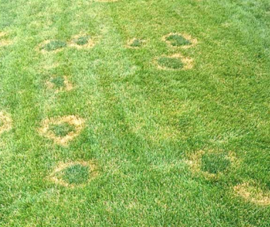 Necrotic Ring Spot showing donut-shaped bronze rings with green centers in lawn