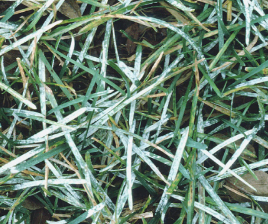 Powdery Mildew on turf giving grass a white powdery flour-dusted appearance