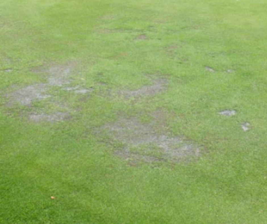 Pythium Blight showing small dark greasy patches in turf