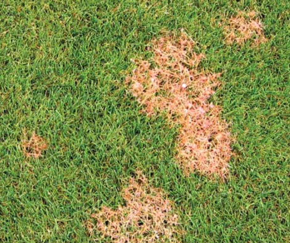 Red Thread lawn disease showing pinkish-red thread-like fungal strands on grass