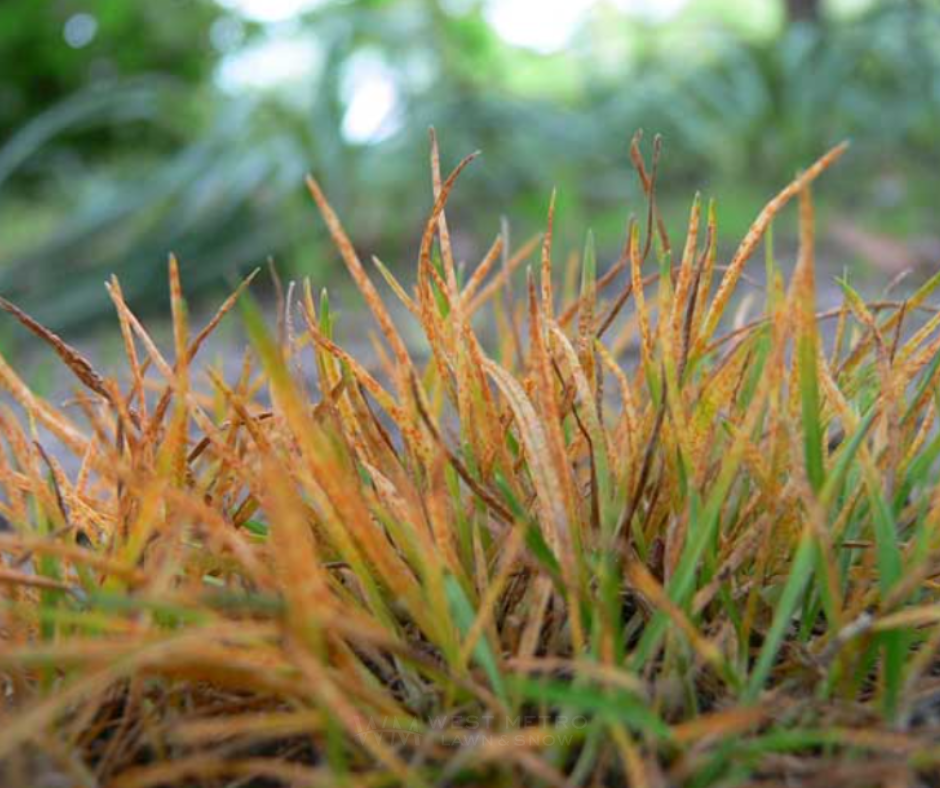 Rust Disease showing orange rusty-colored powdery substance on grass blades