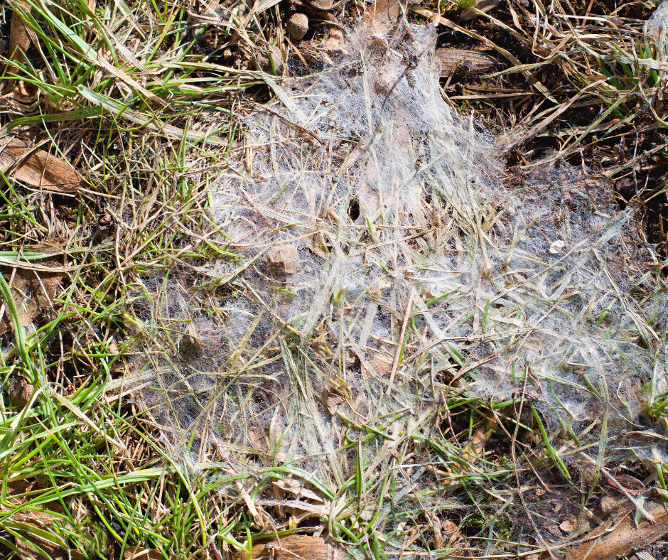 Snow Mold showing fuzzy web-like circular patches of matted straw-colored grass