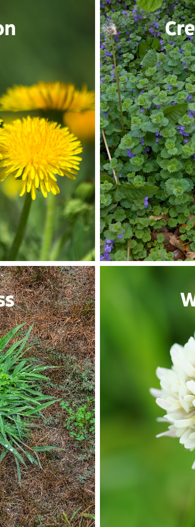 Common Minnesota Weeds (w/Photos)