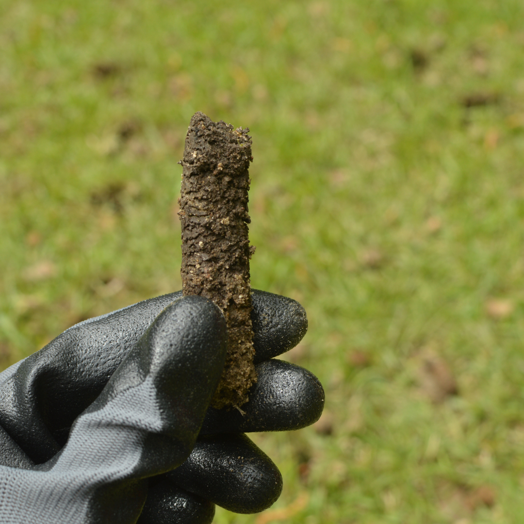 A soil core pulled by an aerator, held in a gloved hand, showing the depth of a proper plug