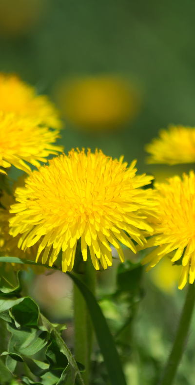 Dandelions in the West Metro