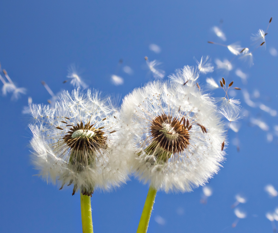Dandelion puffball seed head ready to spread seeds across the lawn