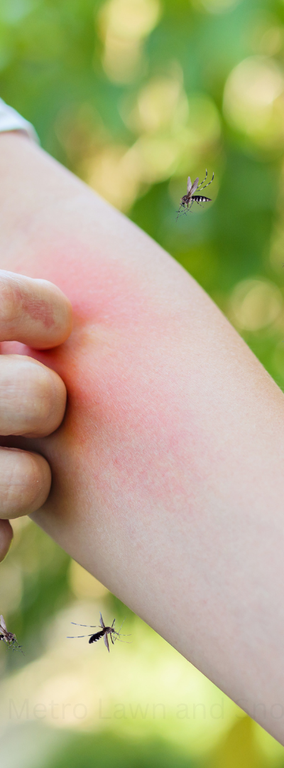 Deterring Mosquitoes in Your Yard