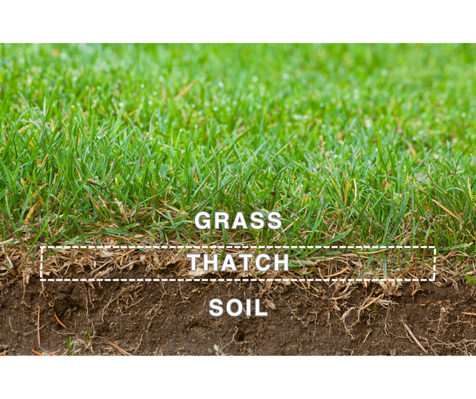 Dethatching 101