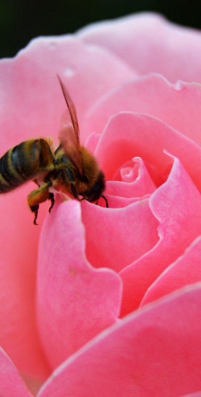 Landscapes That Welcome Pollinators