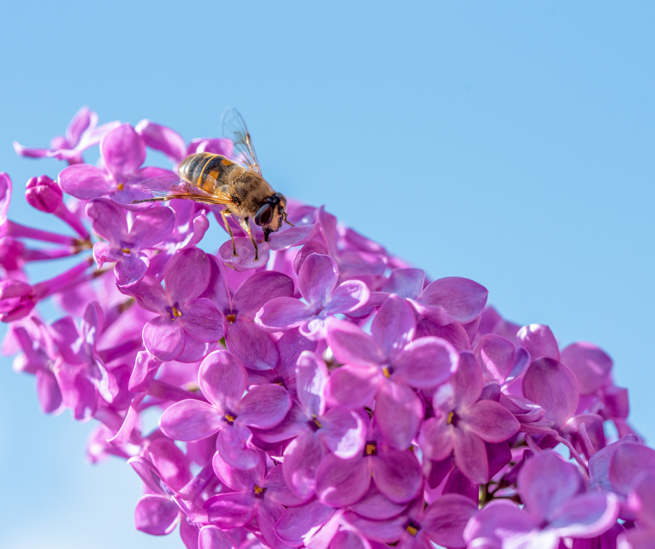 Bee visiting a flowering perennial in a pollinator garden