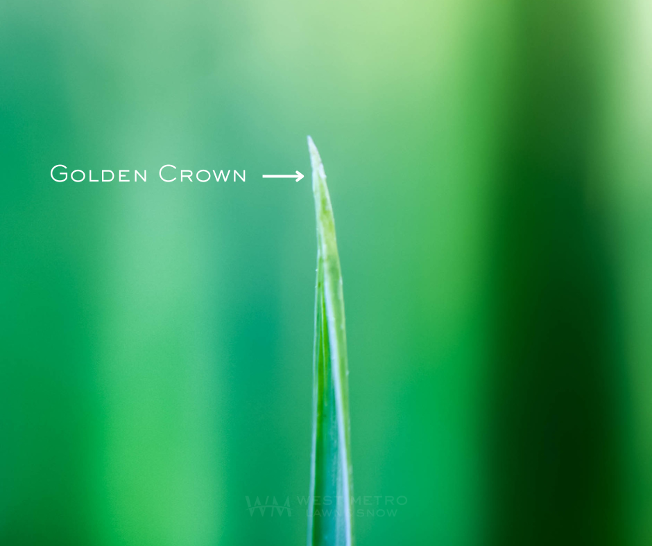 Golden Crown