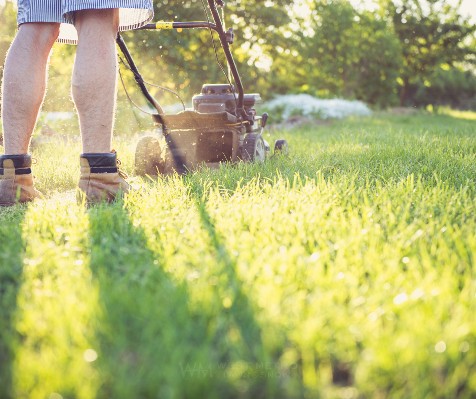 Recovered lawn with healthy green grass after golden crown treatment