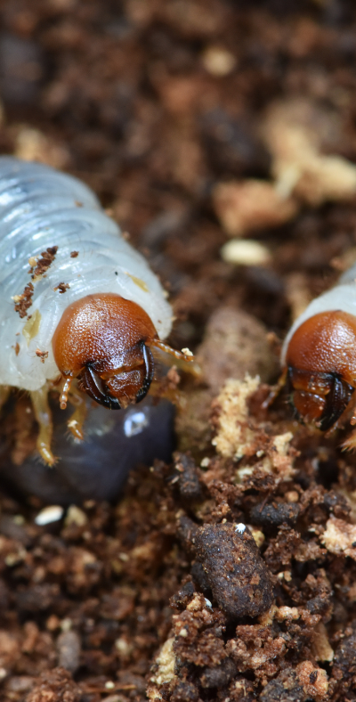 Grub Control