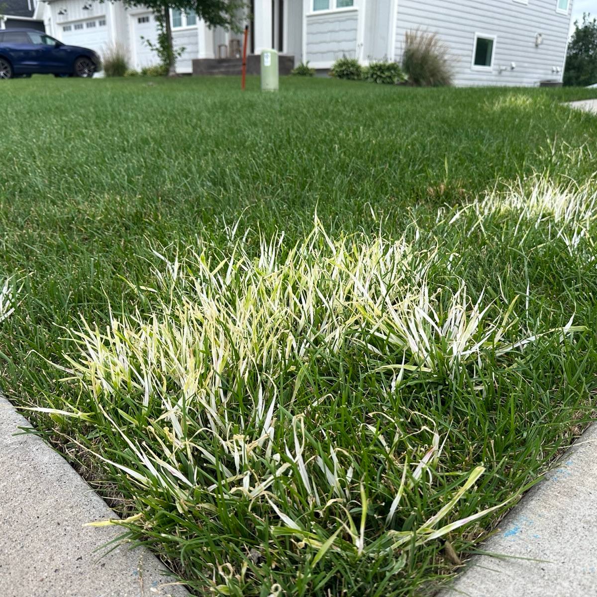 What's With the White Grass?