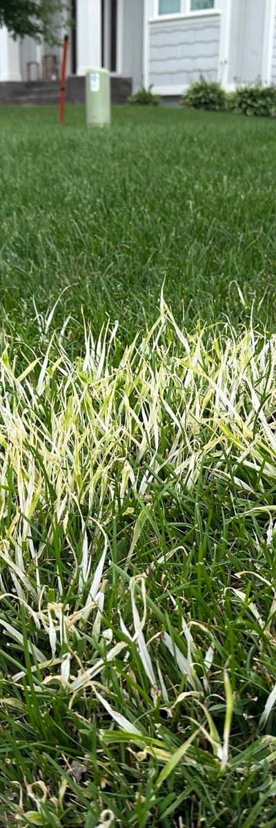 What's With the White Grass?