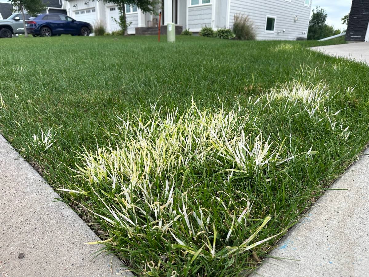 Close-up of bright white bleached grass blades along a sidewalk edge after a Mesotrione application