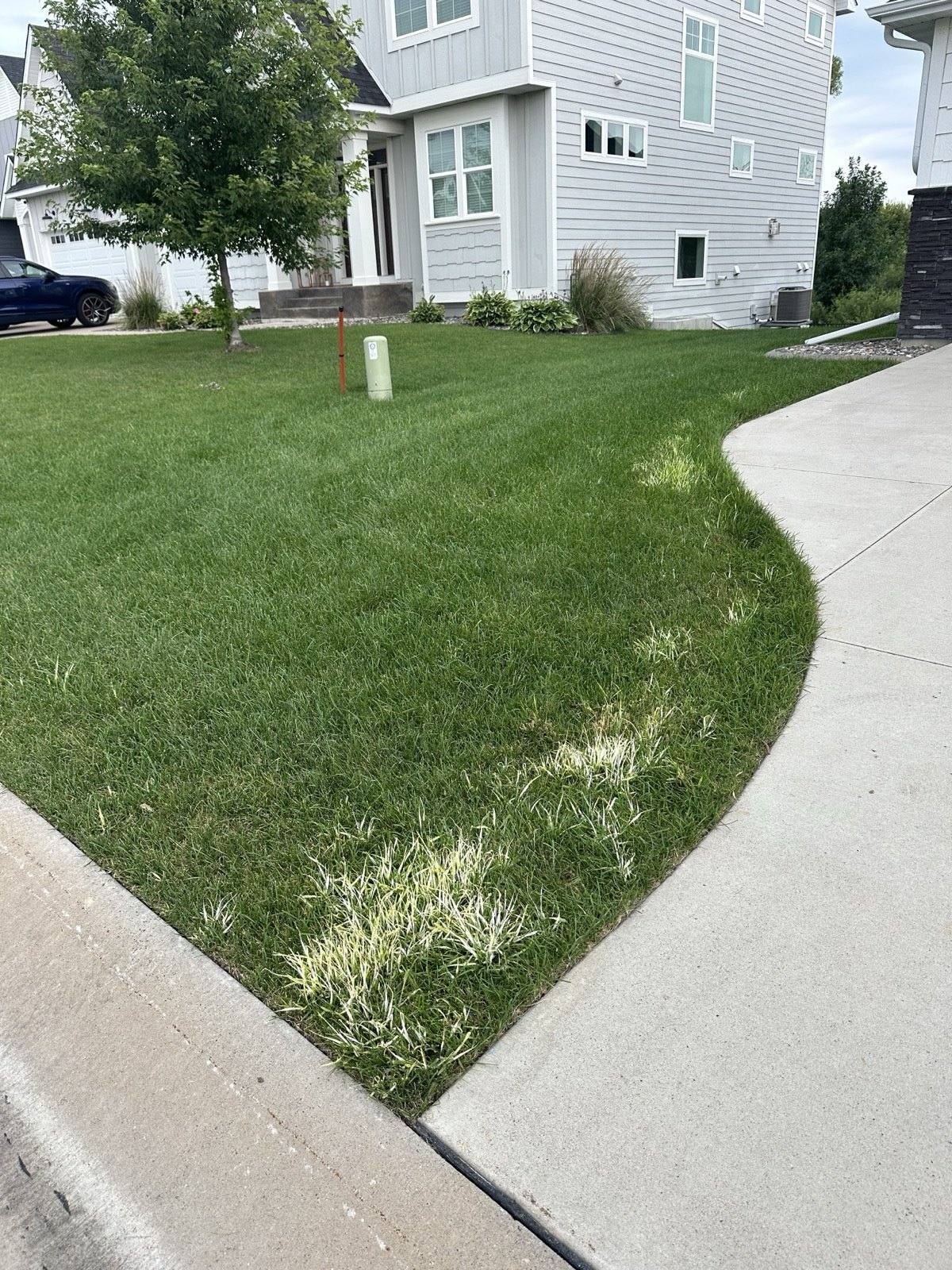 White patches of treated quackgrass along the sidewalk of a west metro home