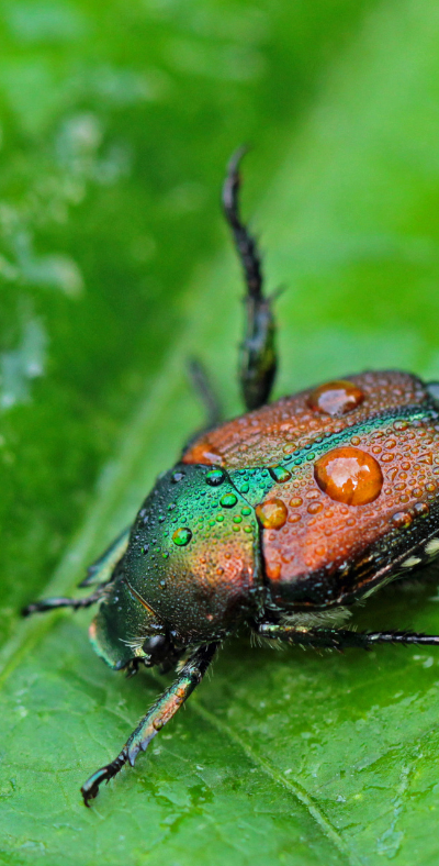 Japanese Beetles