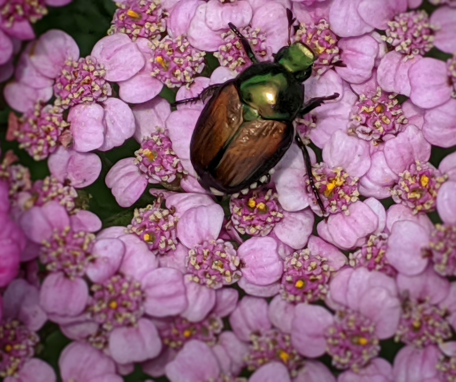 Japanese beetle damage with skeletonized leaves on a plant