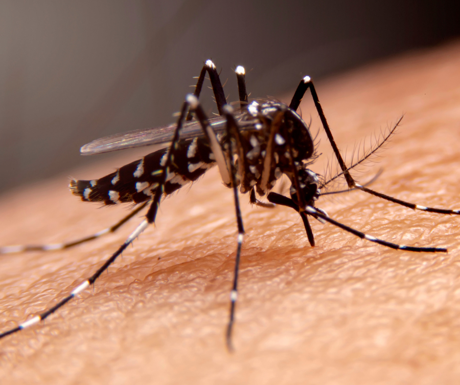 Mosquitoes - The Uninvited Party Guest