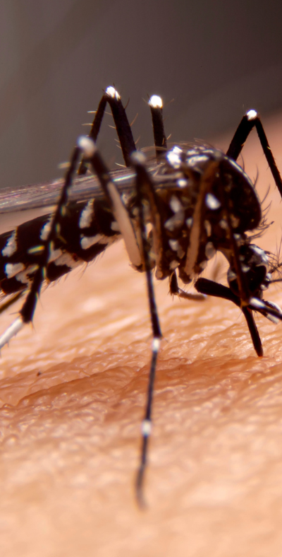 Mosquitoes - The Uninvited Party Guest